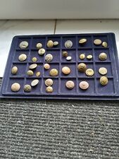 regiment buttons for sale  CHICHESTER