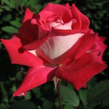 Love grandiflora rose for sale  Ben Wheeler