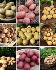 Seed potatoes quality for sale  BARNSLEY