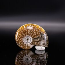 polished ammonite for sale  STRATFORD-UPON-AVON