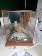 Taxidermed grouse display for sale  BRISTOL