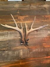 Colorado mule deer for sale  Arvada
