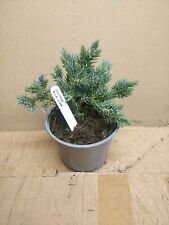 Blue dwarf conifer for sale  ASHFORD