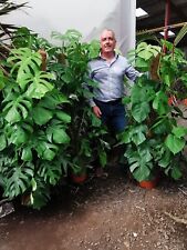 1x5 monstera swiss for sale  CLITHEROE