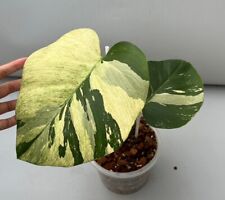 monstera mint variegated for sale  Shipping to South Africa