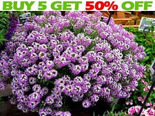 Alyssum royal carpet for sale  Shipping to Ireland