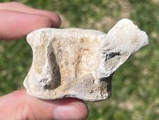 South carolina fossil for sale  Coppell