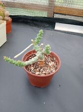 Euphorbia leachii caudex gebraucht kaufen  Coswig