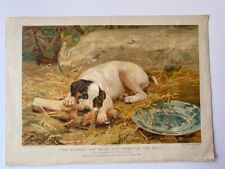 Jack russel terrier for sale  WALLASEY