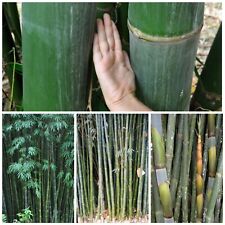 Taiwan giant bamboo for sale  GLOUCESTER