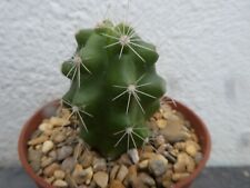 Echinocereus cinerascens shown for sale  PLYMOUTH