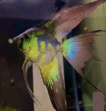 Angel fish pterophyllum for sale  LONDON