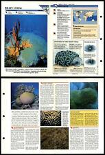 Brain coral primitive for sale  SLEAFORD