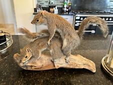 Taxidermy frisky squirrels for sale  BEDFORD