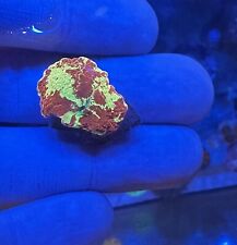 Jawbreaker mushroom coral for sale  LONDON