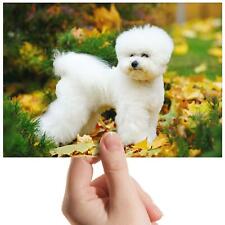 Bichon frise dog for sale  SELBY