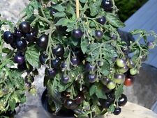 Micro Purple - Bogaty pomidor wiśniowy - Pomidor karłowaty 10+ nasiona P 517 na sprzedaż  Wysyłka do Poland