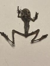 taxidermy frog for sale  Salem