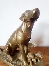 Brass dog puppies for sale  LONDON