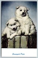 Samoyede pups puppies d'occasion  Expédié en Belgium