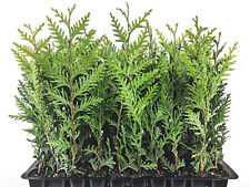 Thuja arborvitae green for sale  New Smyrna Beach