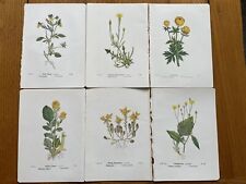 6 Antique Vintage Botanical Prints by Edward Step C1941. Book Plates. Flowers. for sale  Shipping to South Africa