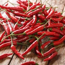 Chilli pepper hot for sale  KEIGHLEY
