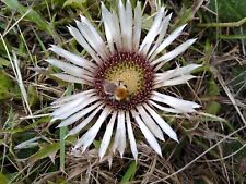 Silberdistel eberwurz samen gebraucht kaufen  Hohenau