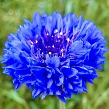 Cornflower centaurea blue for sale  DEWSBURY