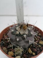 Turbinicarpus swobodae Pot 8cm RARE plant cultivated in Sicily very resistant for sale  Shipping to South Africa
