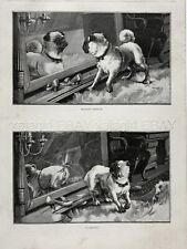 Dog Pug Naughty Puppy Fights Mirror & Breaks It! Par de gravuras antigas da década de 1880 comprar usado  Enviando para Brazil