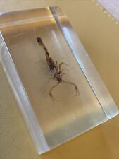 live scorpion for sale  DUDLEY
