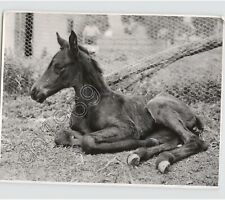Newly born horse for sale  Brooklyn