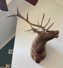 Large trophy mounted for sale  Commerce