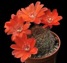 Cactus aylostera brunescens for sale  WREXHAM