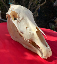 Horse skull likely for sale  Irvine