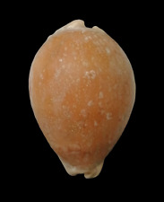CYPRAEA BRODERIPII S.Africa 82.6mm Shell # REPRESENTATIVE for sale  Shipping to South Africa