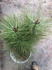 Ponderosa pine bonsai for sale  Kettle Falls