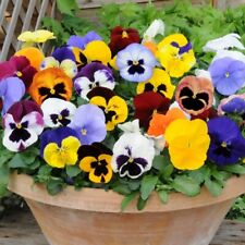 Pansy mini plug for sale  LONDON