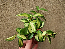 Hoya carnosa albomarginata for sale  HALSTEAD