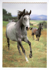 Pferde postkarte asil gebraucht kaufen  Langen