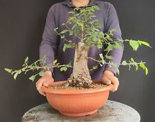 Pre bonsai olmo usato  San Pancrazio Salentino