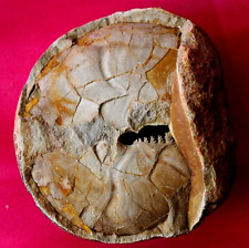 Cyclolobus ammonite fossile d'occasion  La Roche-sur-Yon