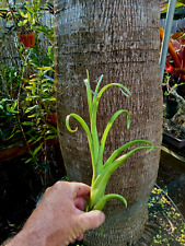 Bromeliad tillandsia curly for sale  Fort Myers