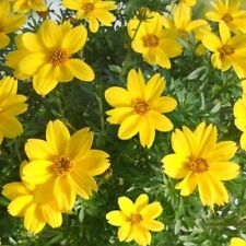 Used, 6x Bidens Rockstar Yellow Flower Well Rooted Plug Plants Basket Patio Pots for sale  LONDON