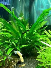 Java Fern Microsorium Pteropus - Plantas Tanques de Peces Gupp Tropical Acuático Vivo... segunda mano  Embacar hacia Argentina