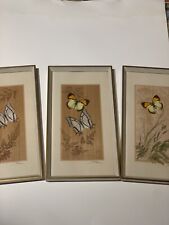 Schmetterling präparat bilder gebraucht kaufen  Miesbach