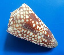 Conus giselleliae indonésie d'occasion  Brioude