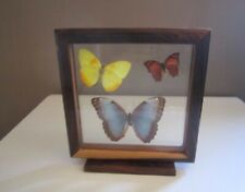 Papillon collection vitrine d'occasion  Langres