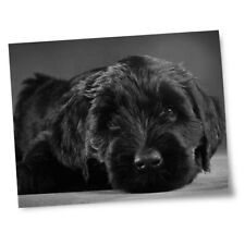 black russian terrier for sale  SELBY